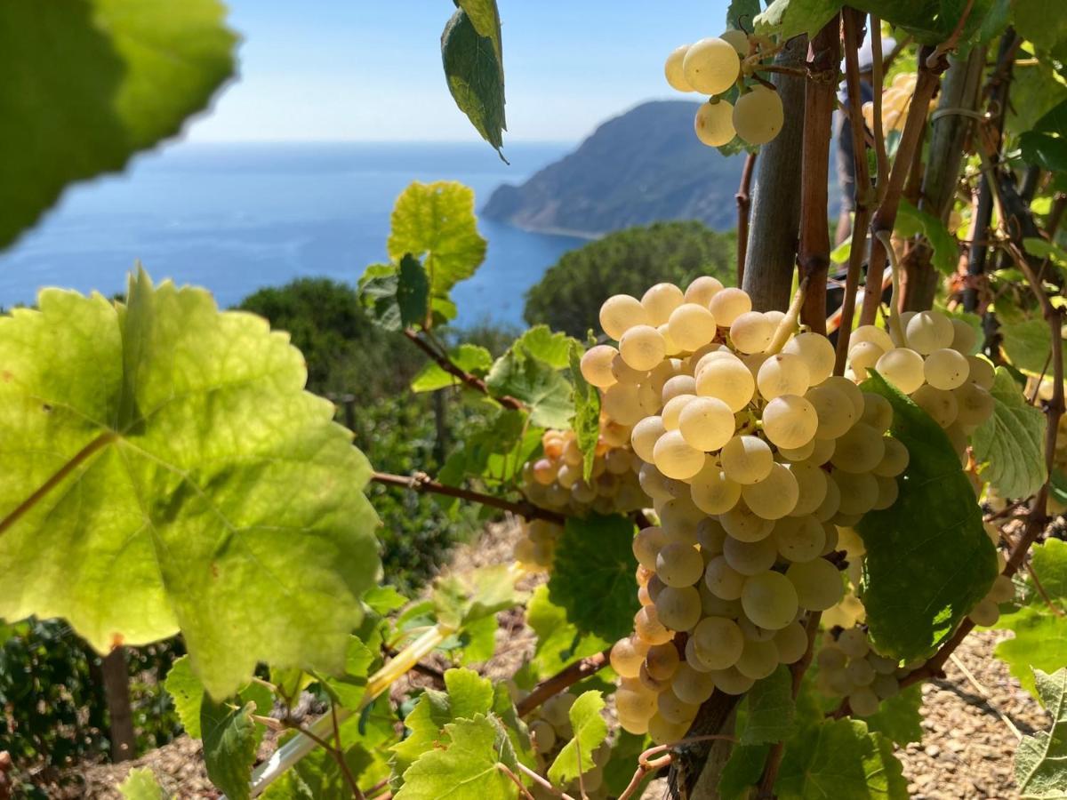 Villa Pietrafiore Monterosso al Mare Dış mekan fotoğraf