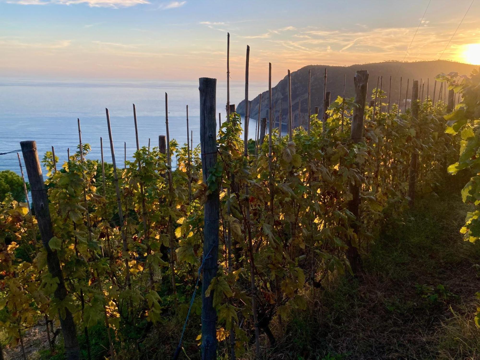 Villa Pietrafiore Monterosso al Mare Dış mekan fotoğraf